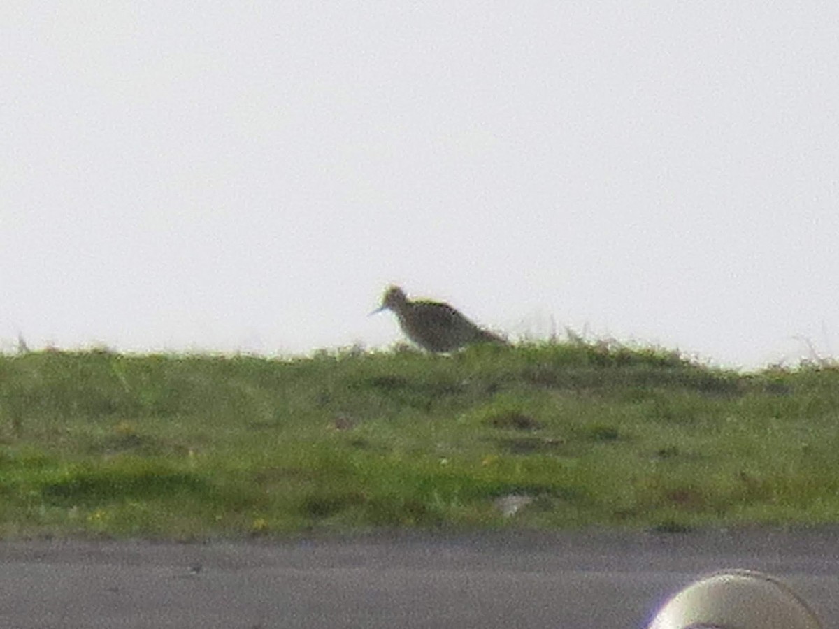 Buff-breasted Sandpiper - David Campbell