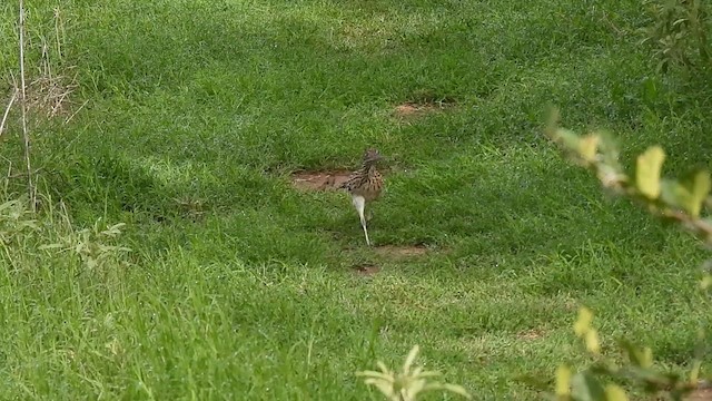 Greater Roadrunner - ML622061415