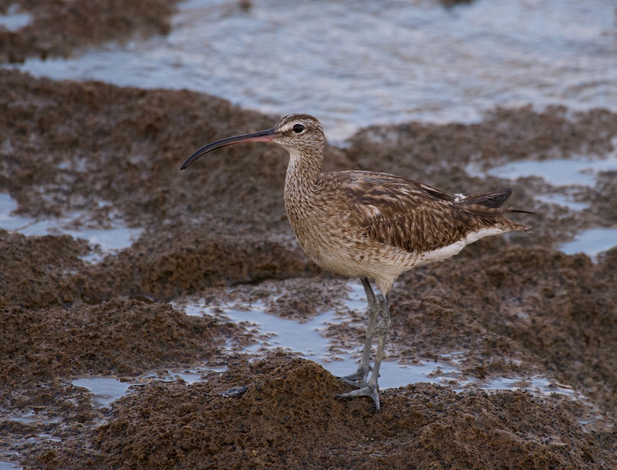 Whimbrel - ML622061421