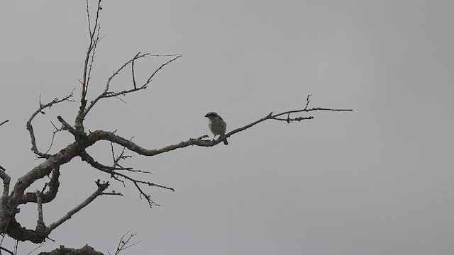 Loggerhead Shrike - ML622061423