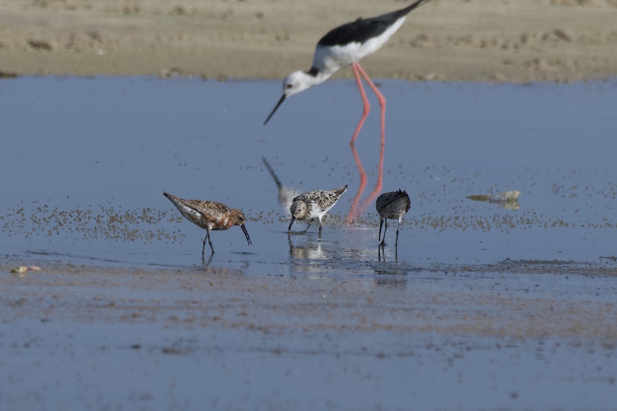 Curlew Sandpiper - ML622061425