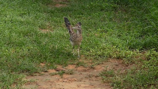 Greater Roadrunner - ML622061438