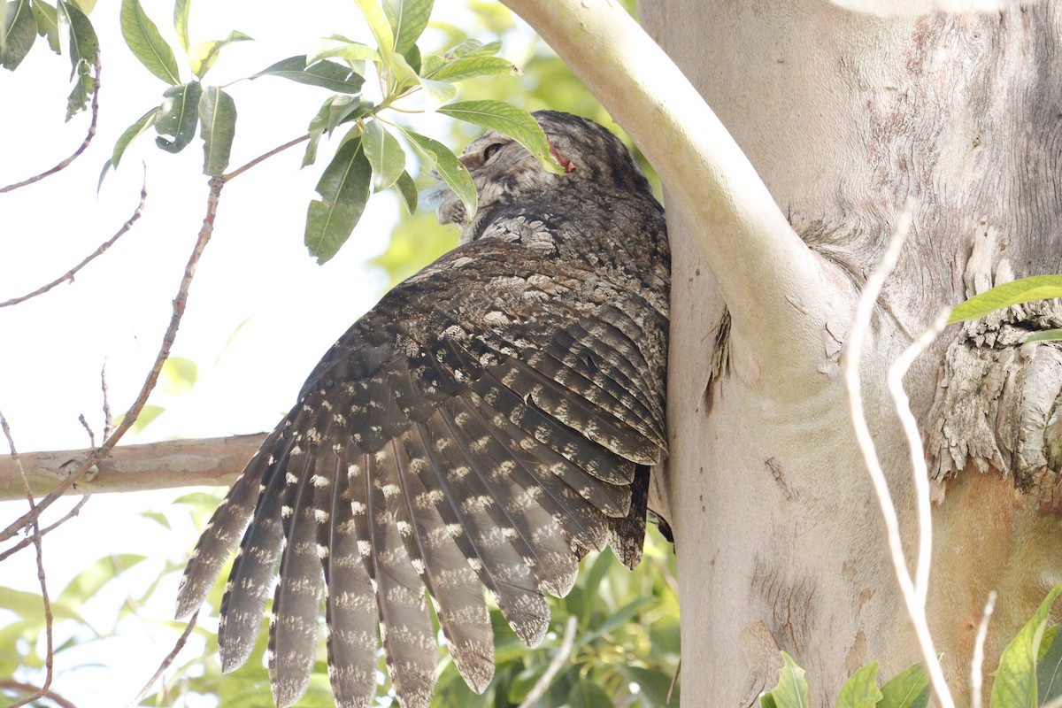 Tawny Frogmouth - Darren Foster