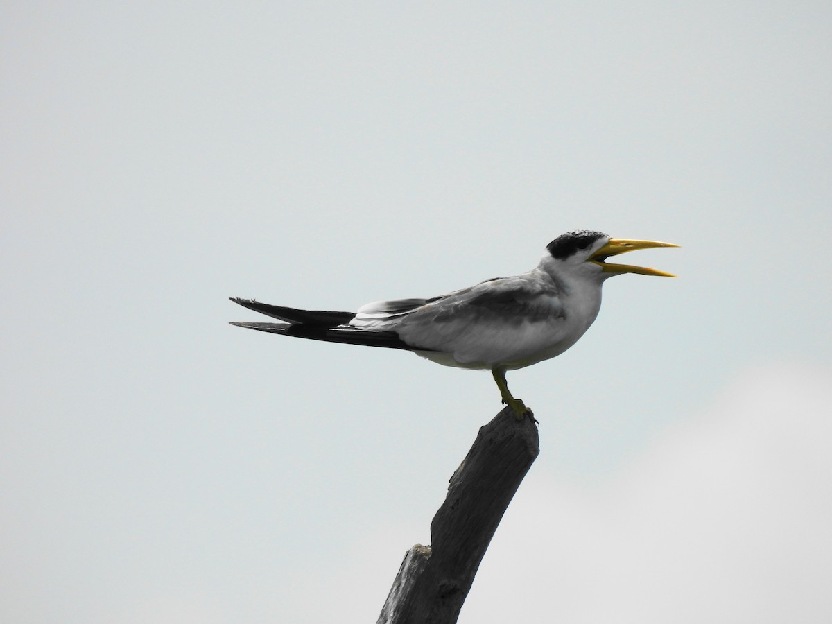 Large-billed Tern - ML622061498