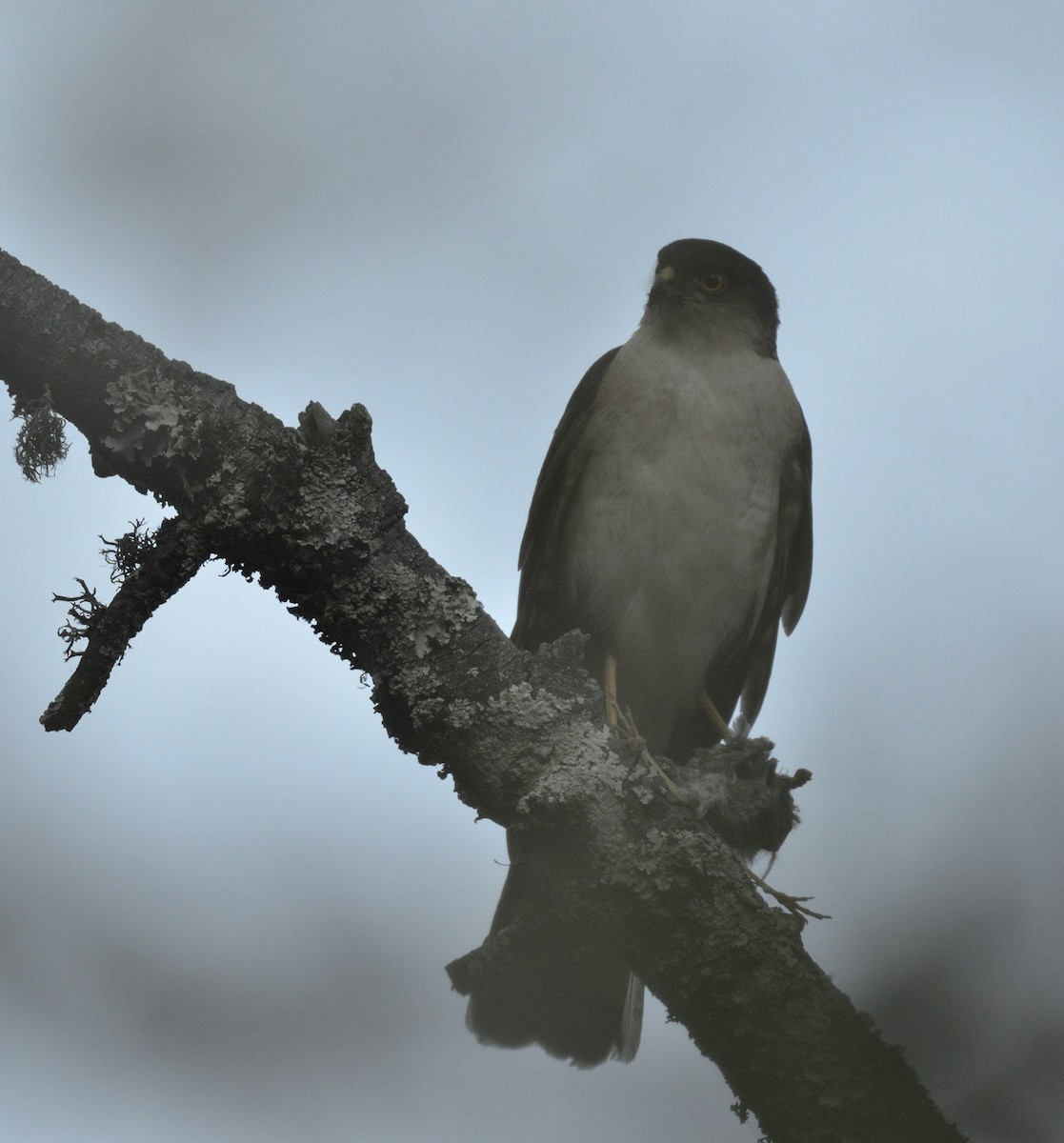 Sharp-shinned Hawk (Plain-breasted) - ML622061552