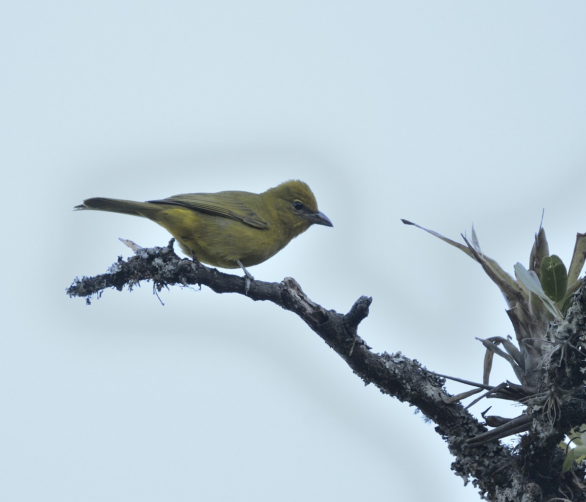 Hepatic Tanager - Steve Goodbred