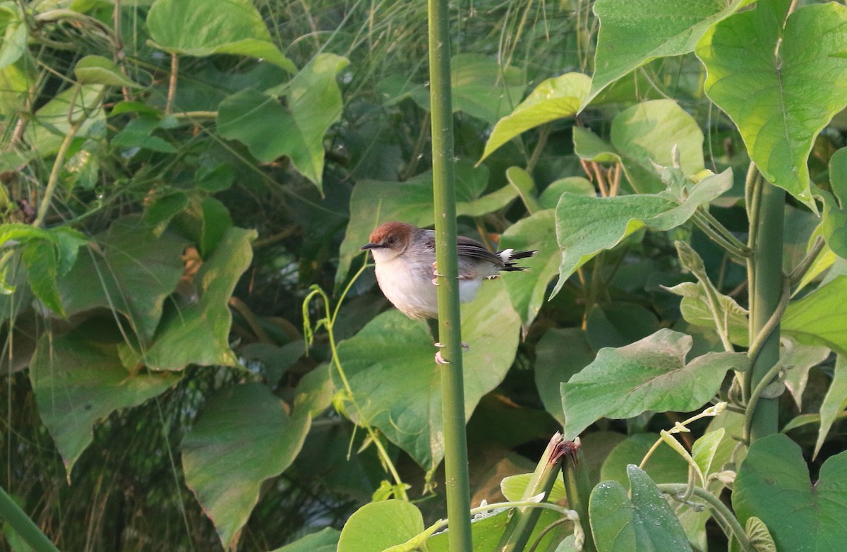 Carruthers's Cisticola - Neil Osborne