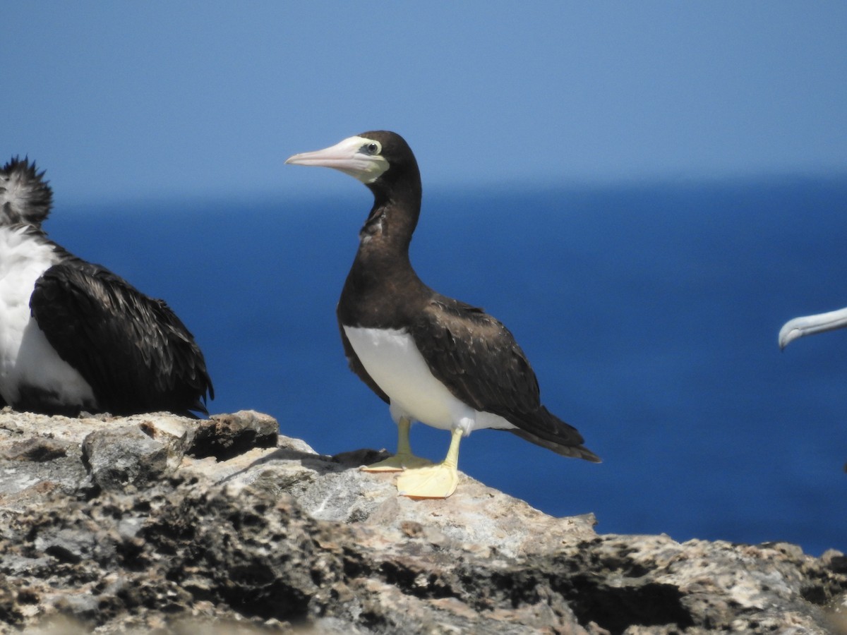 Brown Booby - ML622061632