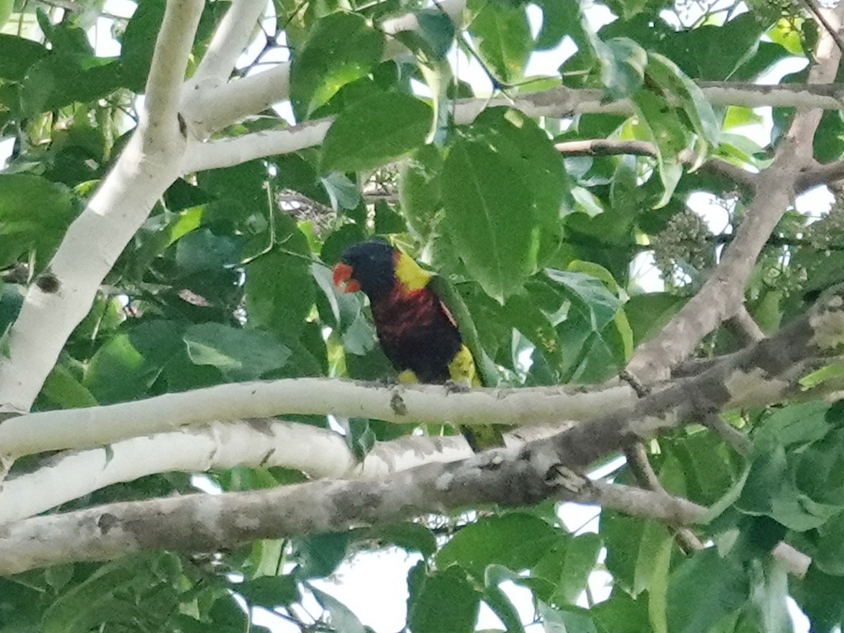 Biak Lorikeet - ML622061655