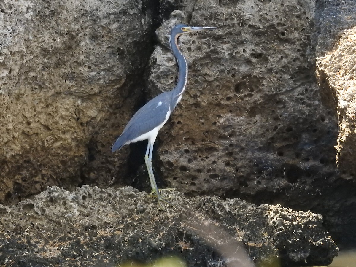 Tricolored Heron - ML622061661