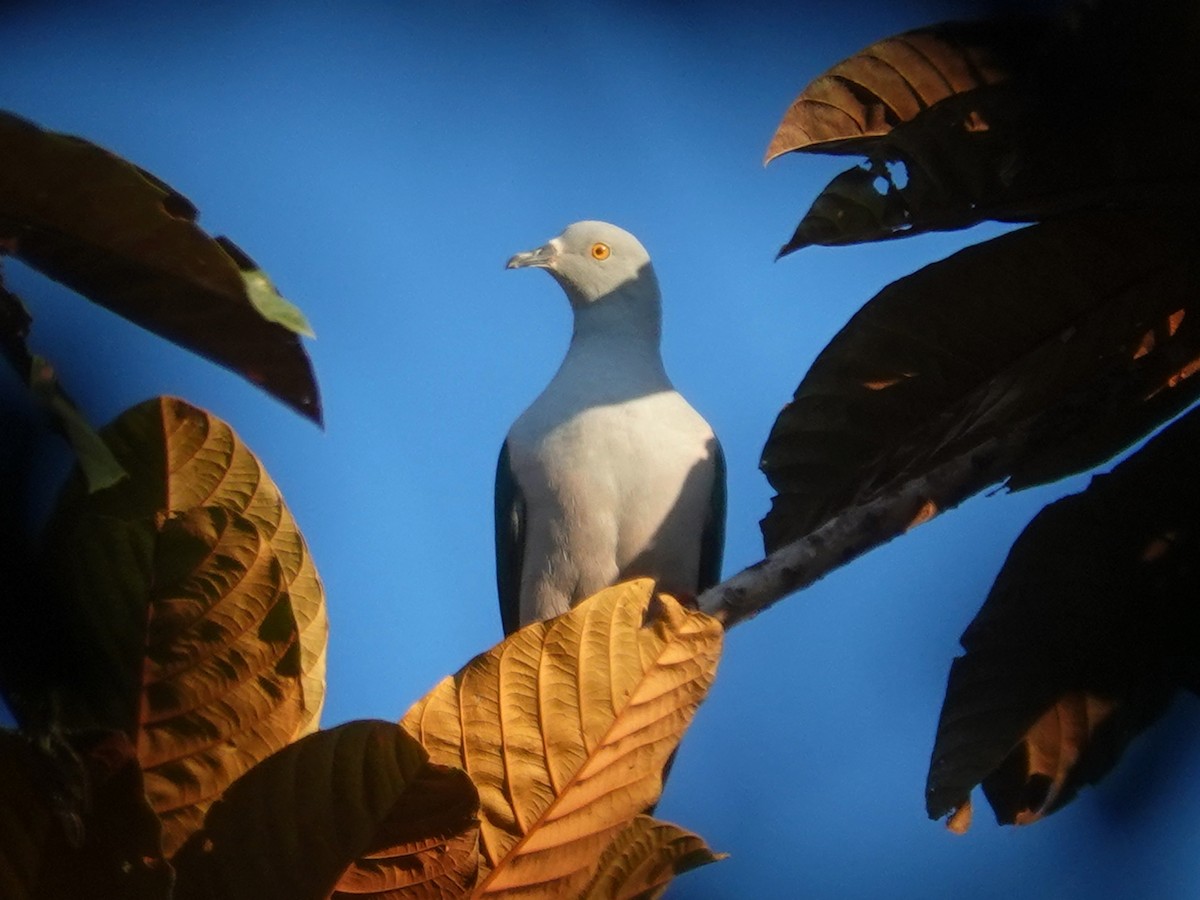 Geelvink Imperial-Pigeon - ML622061663