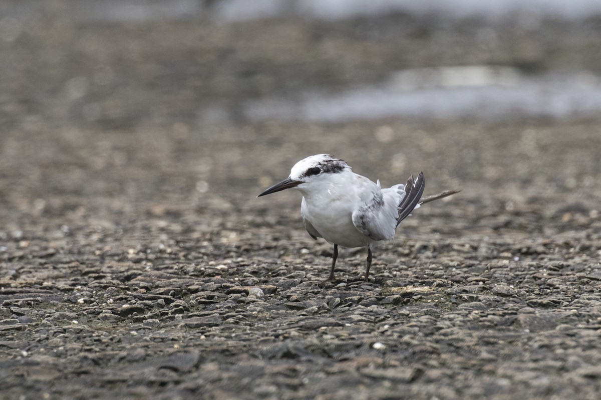 Saunders's Tern - ML622061680