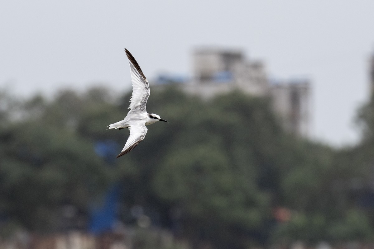 Saunders's Tern - ML622061681