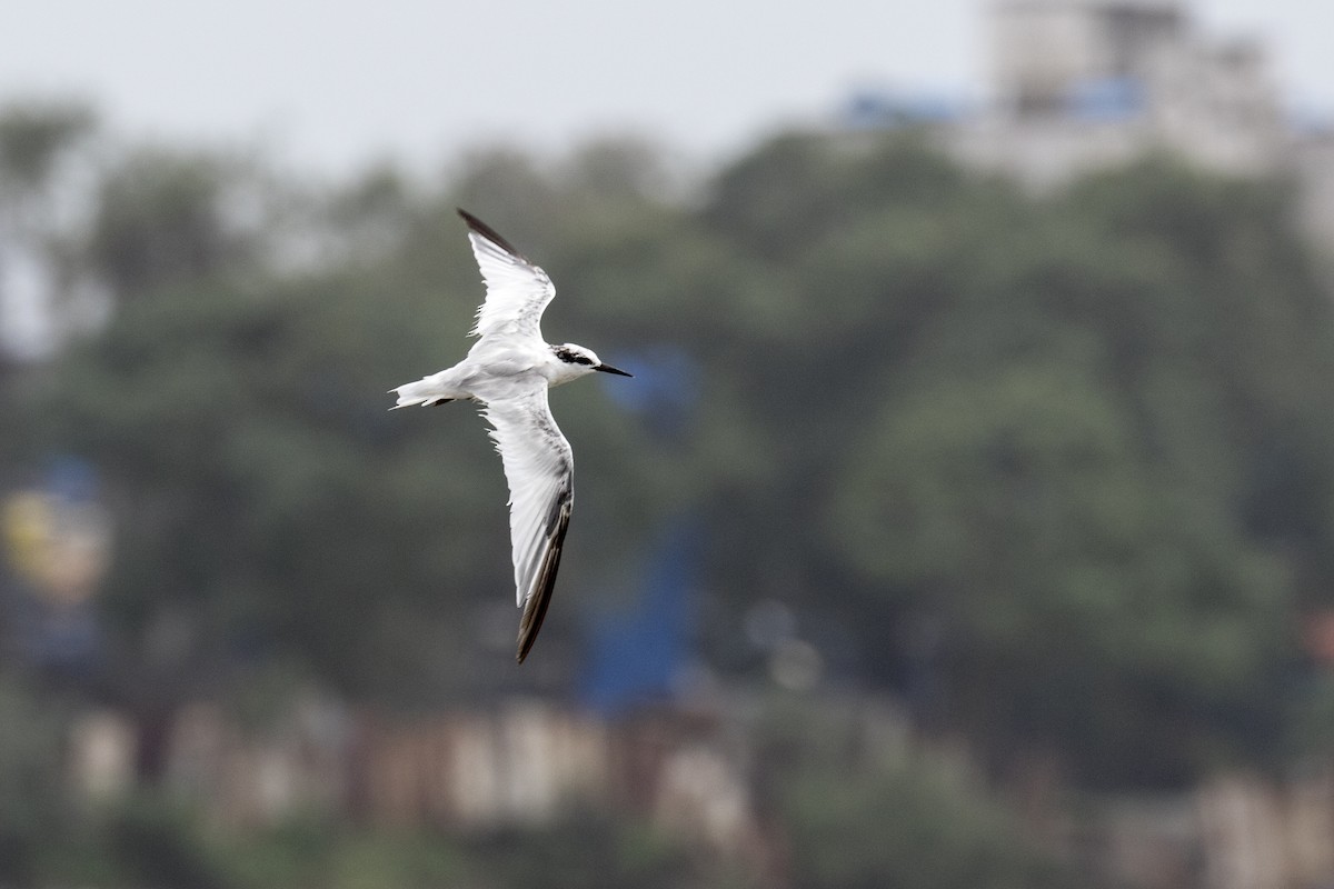 Saunders's Tern - ML622061682