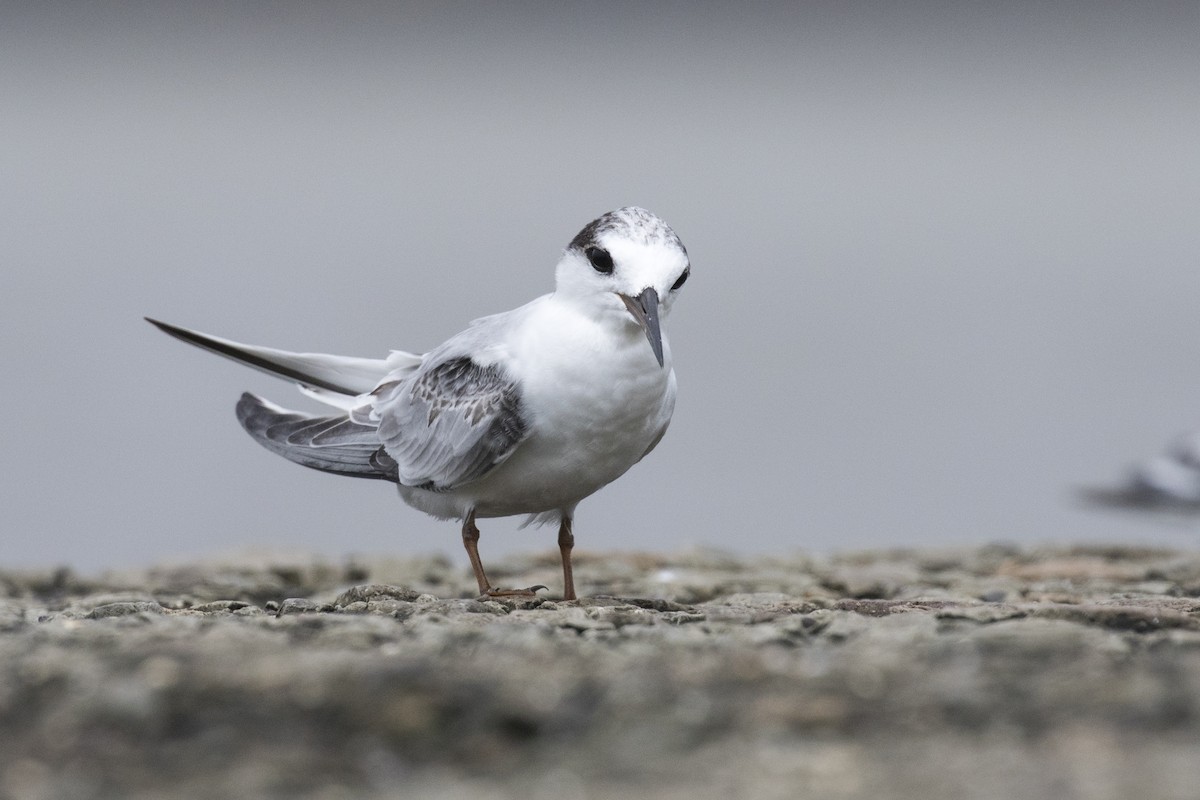 Saunders's Tern - ML622061683