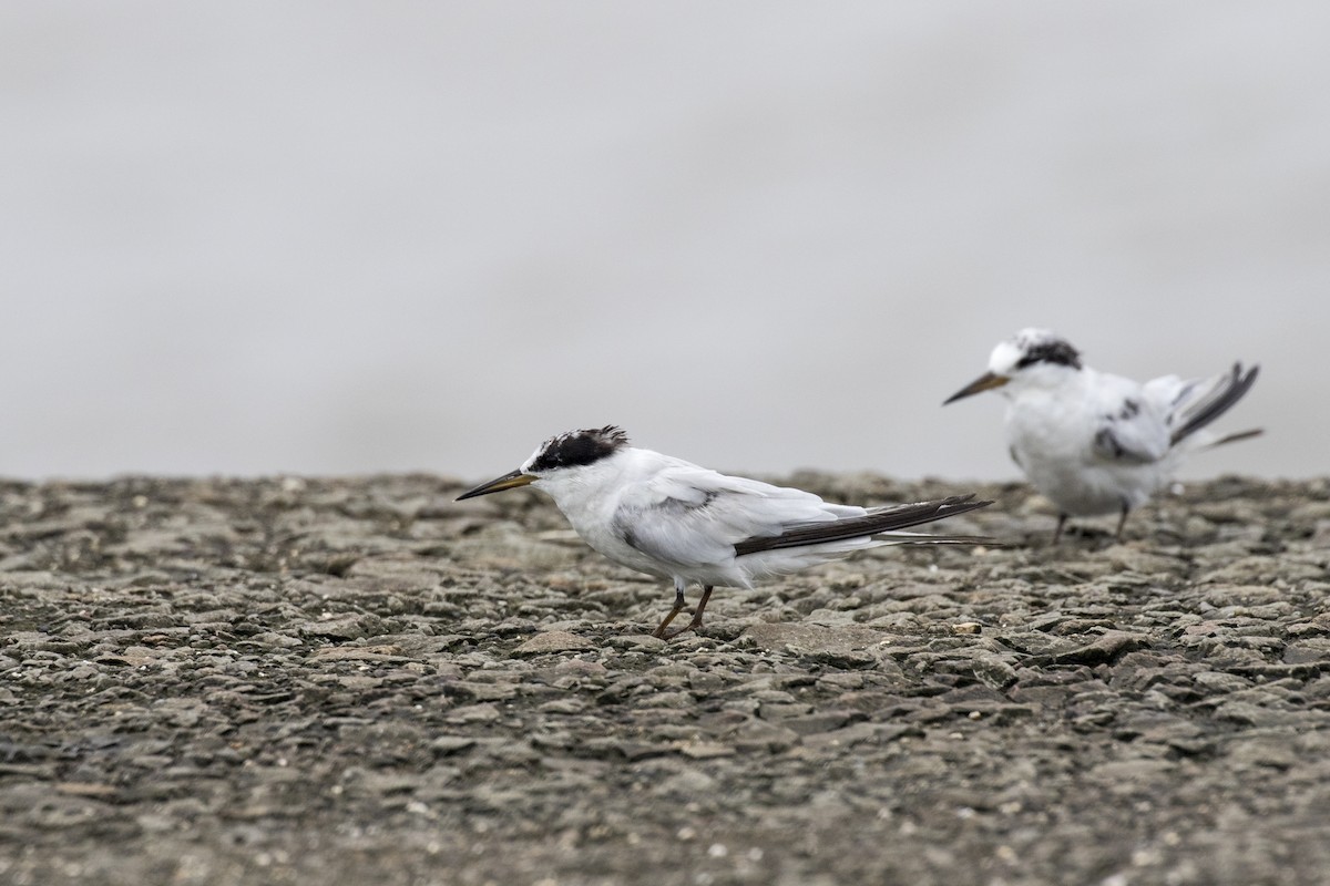 Saunders's Tern - ML622061684