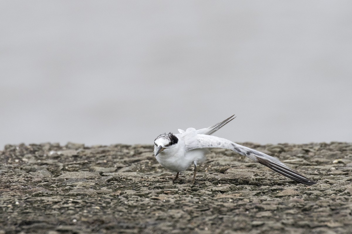 Saunders's Tern - Ramesh Shenai