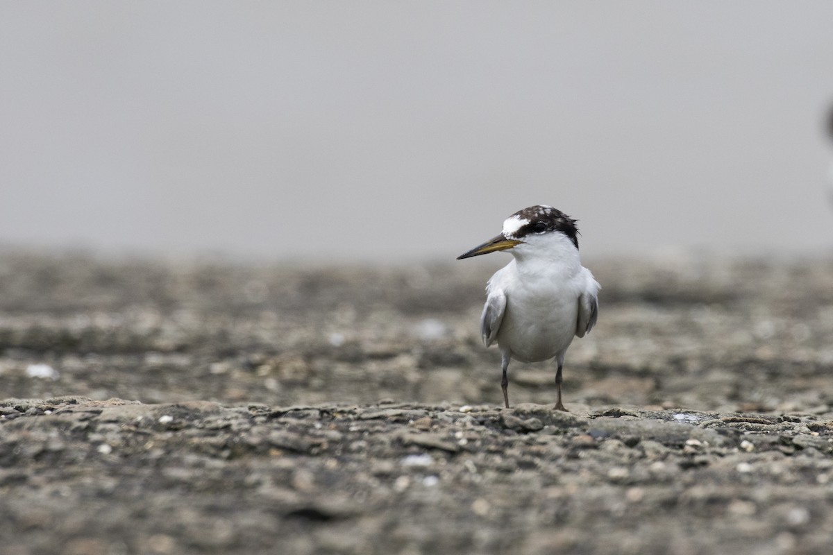 Saunders's Tern - ML622061686