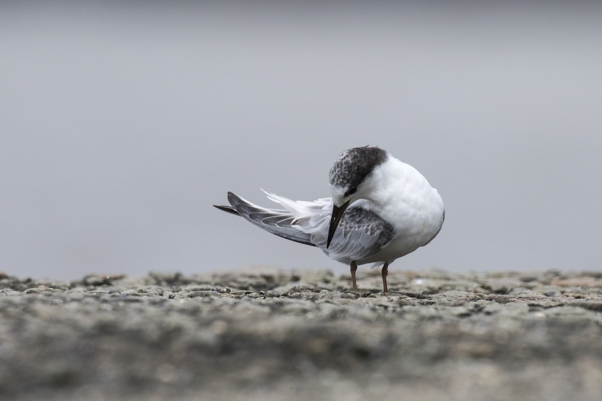 Saunders's Tern - ML622061687