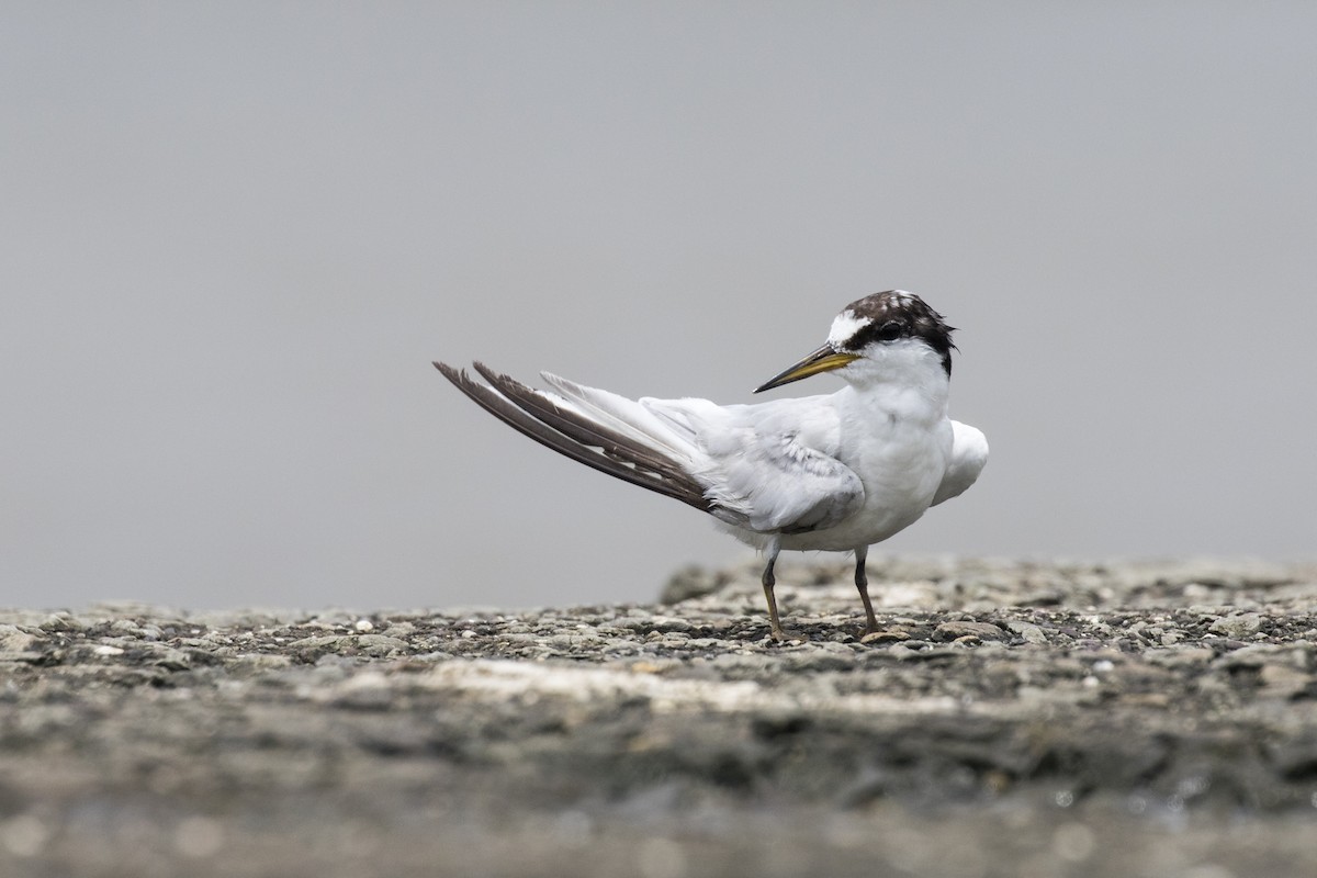 Saunders's Tern - ML622061688