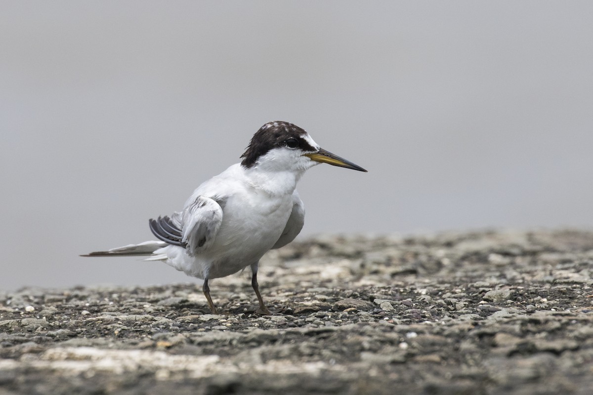 Saunders's Tern - ML622061689