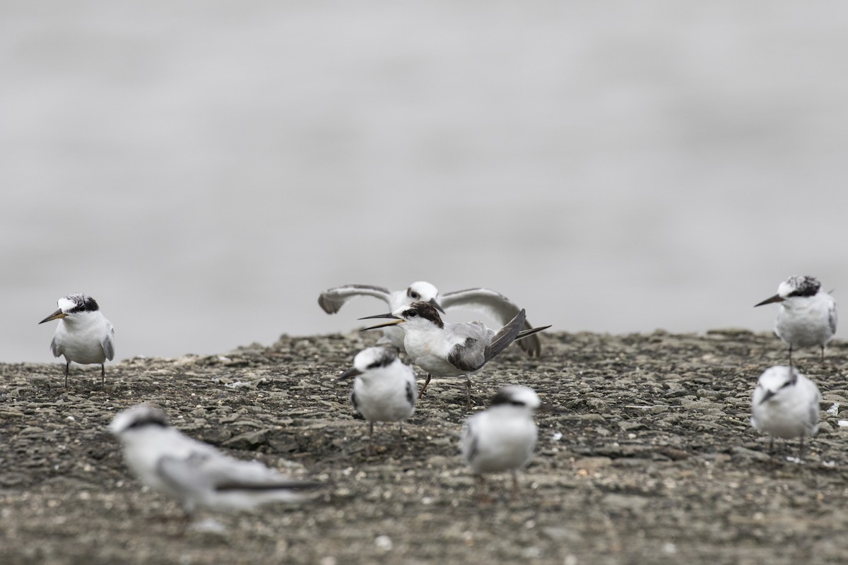 Saunders's Tern - ML622061690