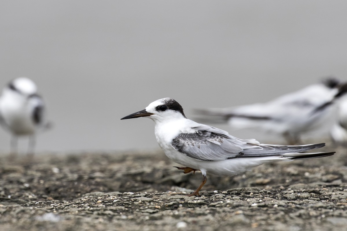 Saunders's Tern - ML622061692