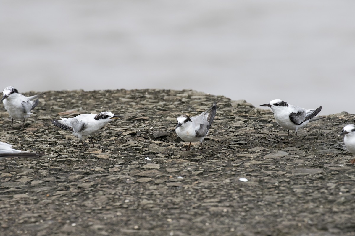 Saunders's Tern - ML622061693