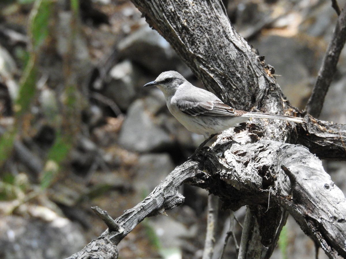 Tropical Mockingbird - ML622061697