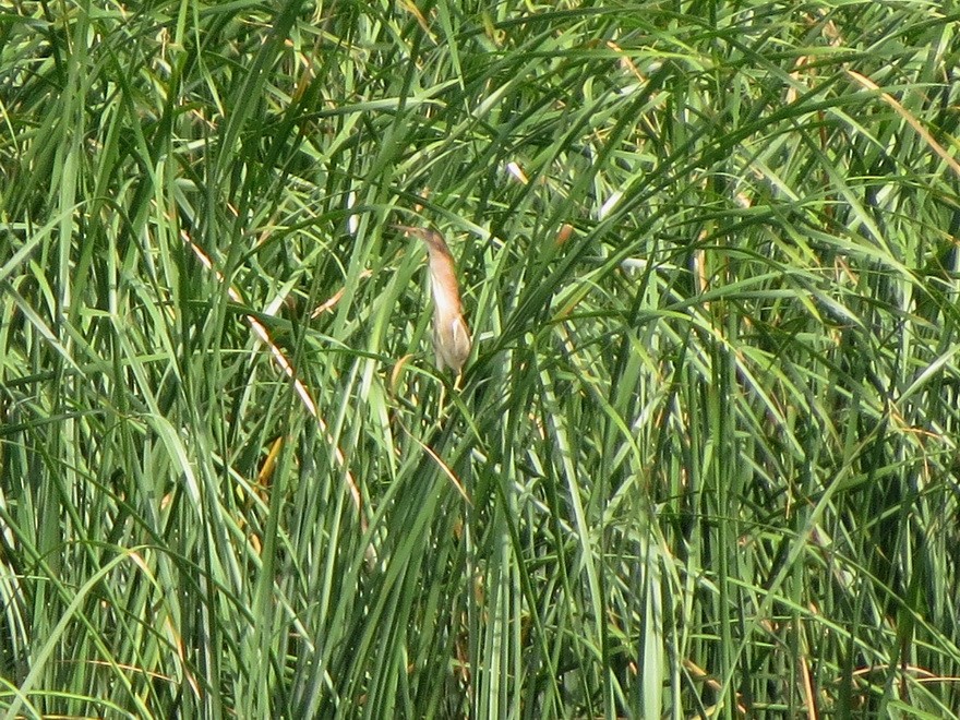 Yellow Bittern - ML622061698