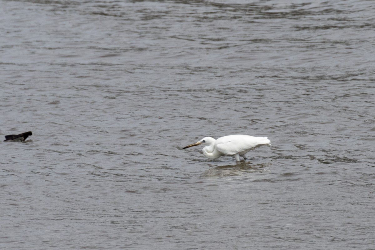 Western Reef-Heron - ML622061699