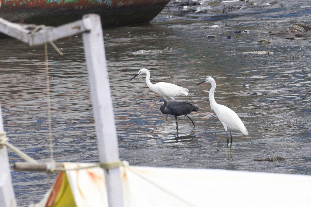 Western Reef-Heron - ML622061701