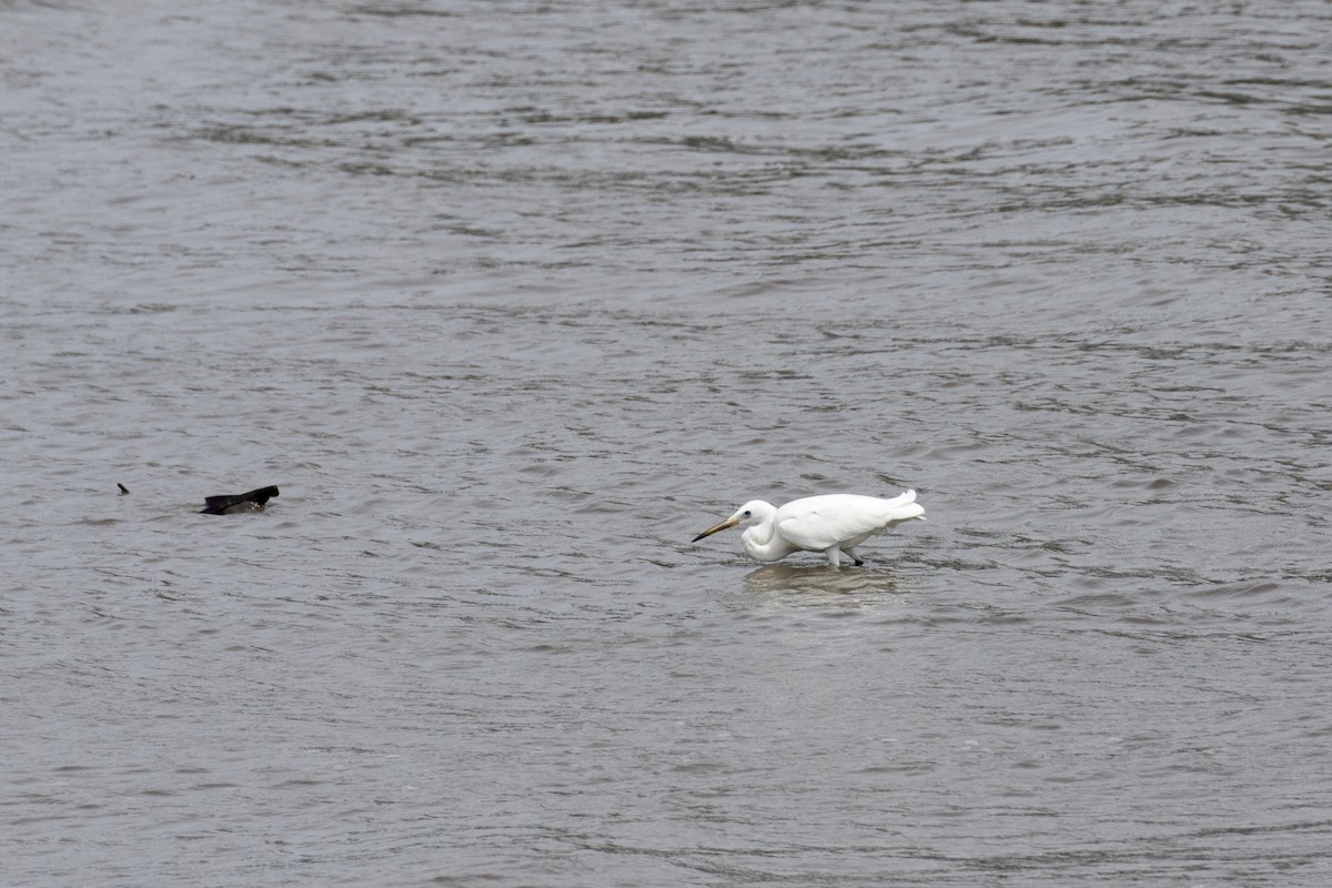 Western Reef-Heron - ML622061702