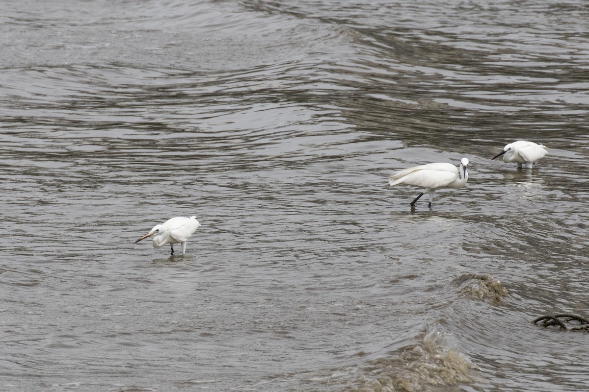 Western Reef-Heron - ML622061703