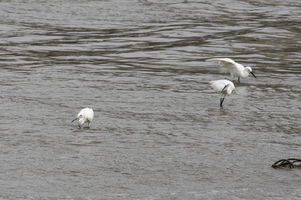 Western Reef-Heron - ML622061704