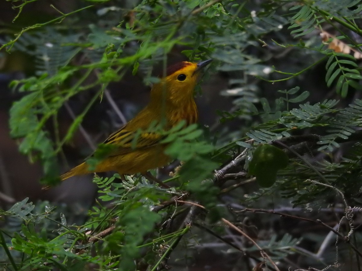 Yellow Warbler - ML622061710