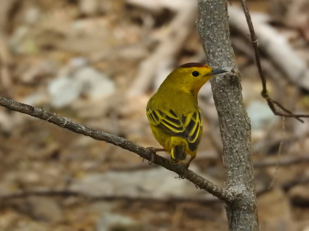 Yellow Warbler - ML622061711