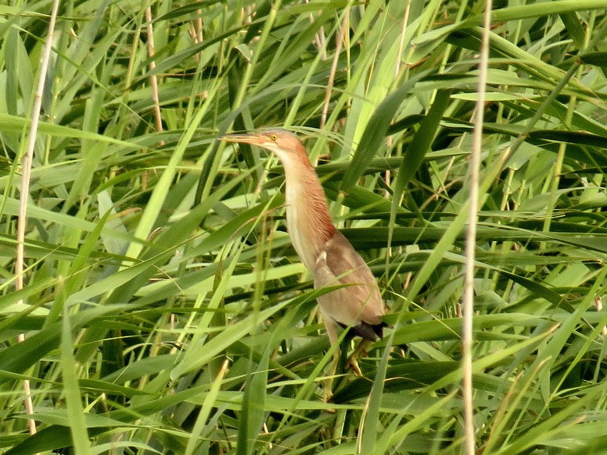 Yellow Bittern - ML622061712