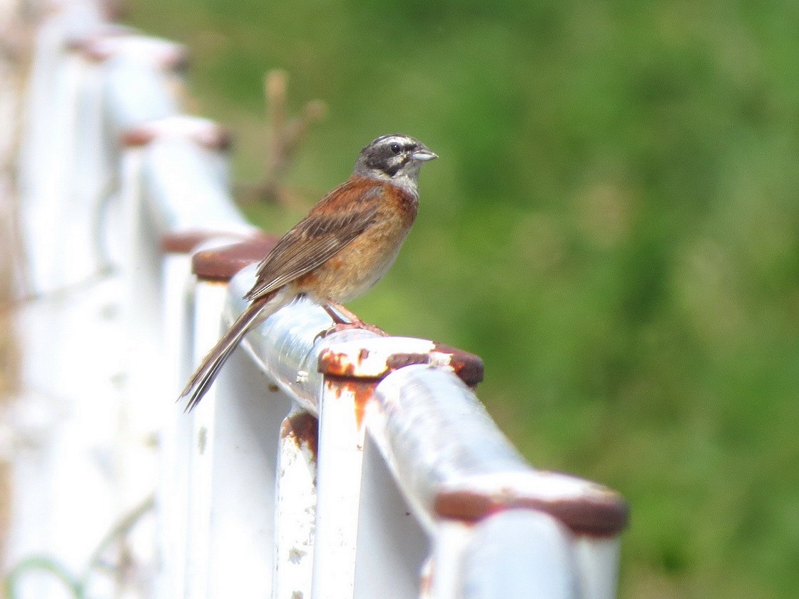 Meadow Bunting - ML622061713