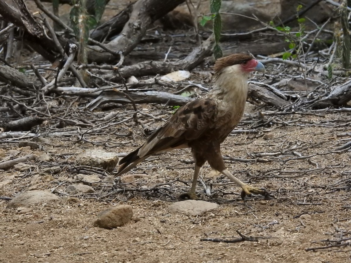 Crested Caracara - ML622061714