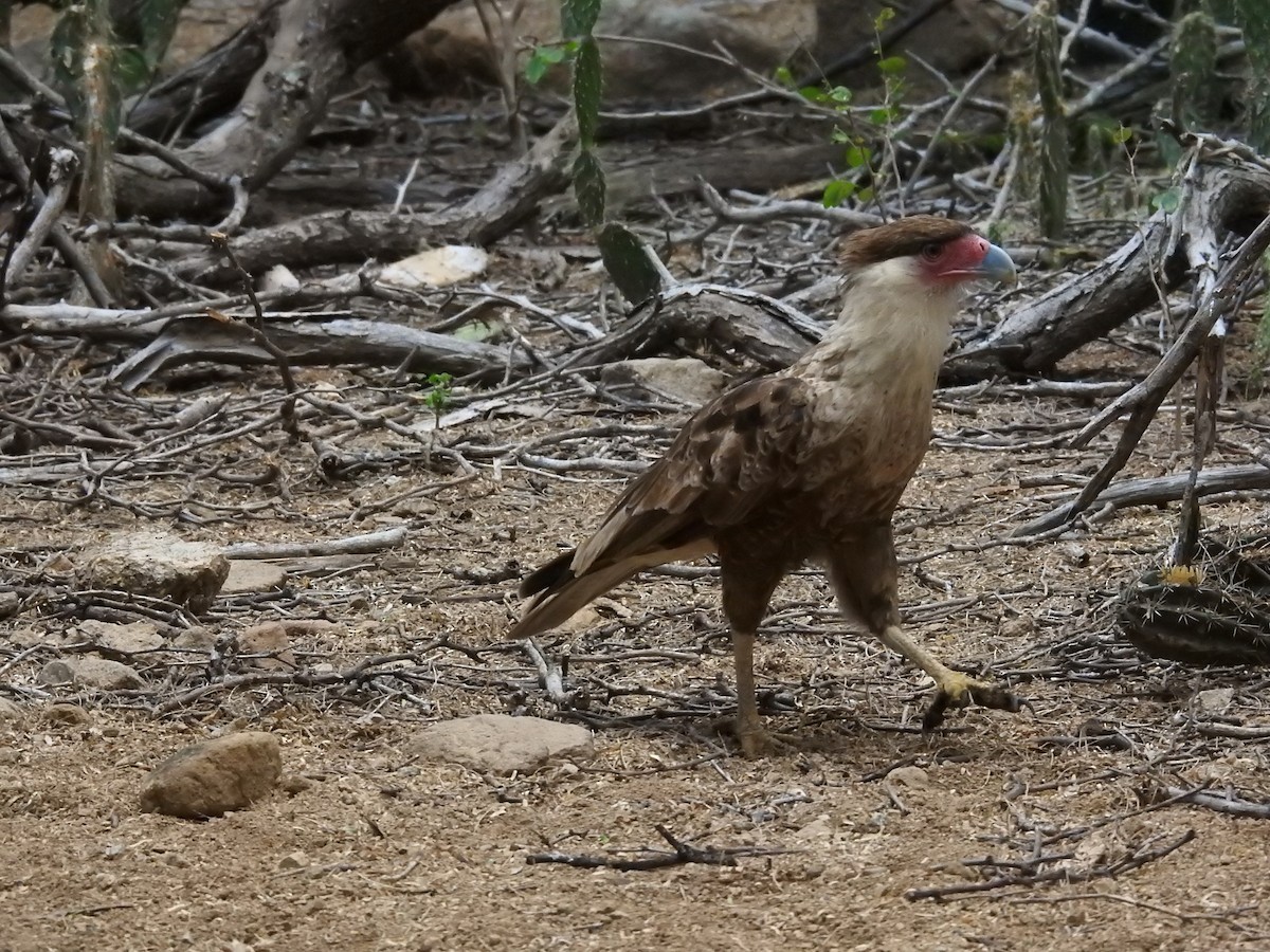 Crested Caracara - ML622061715