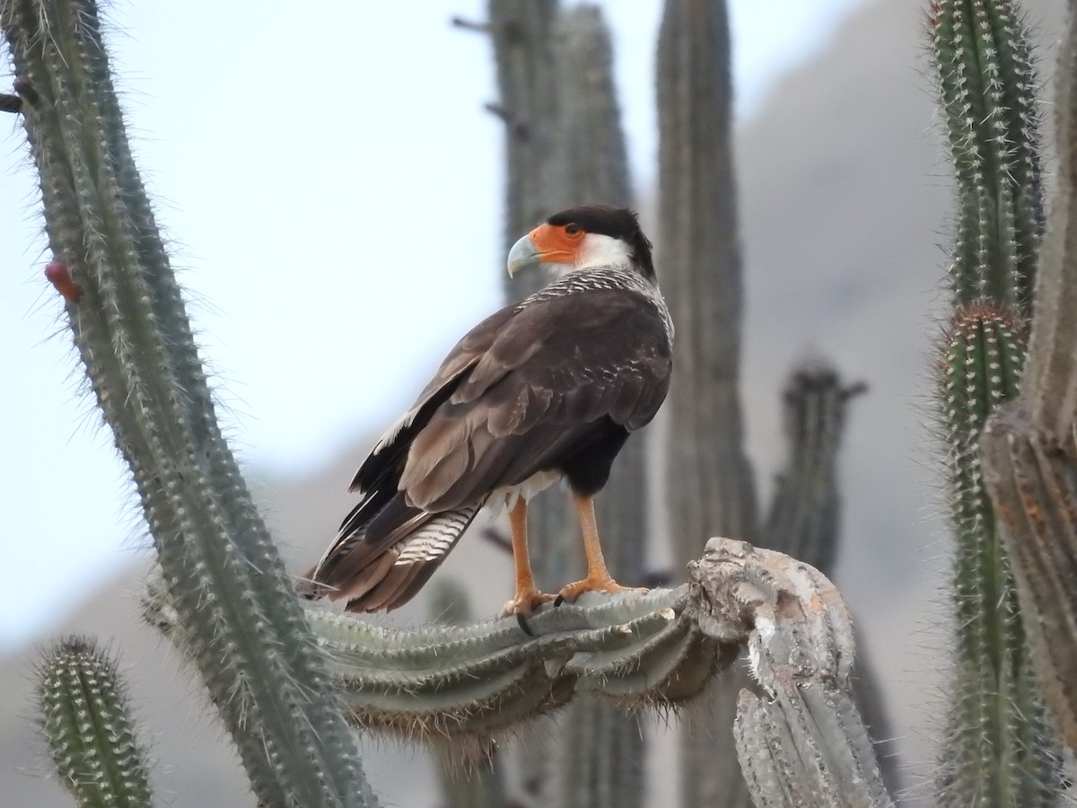 Crested Caracara - ML622061716