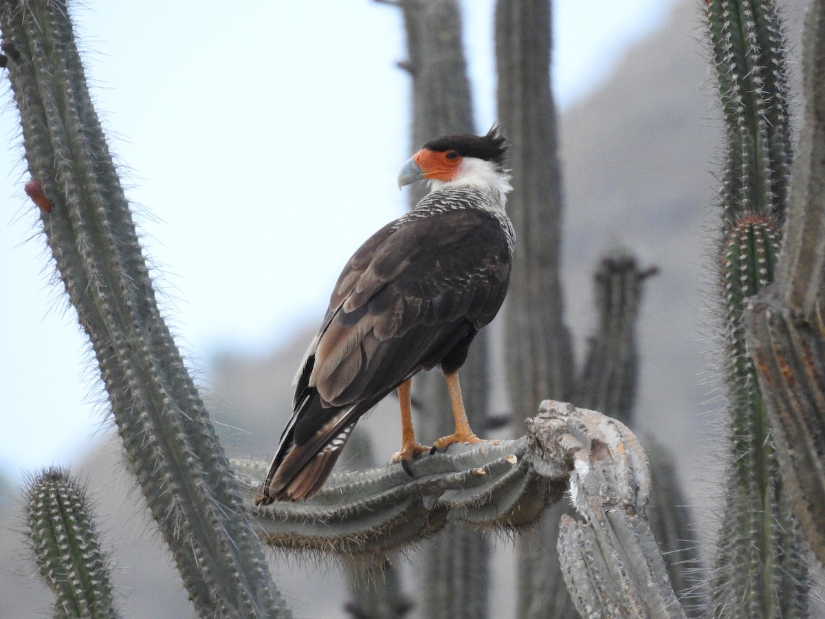 Crested Caracara - ML622061717