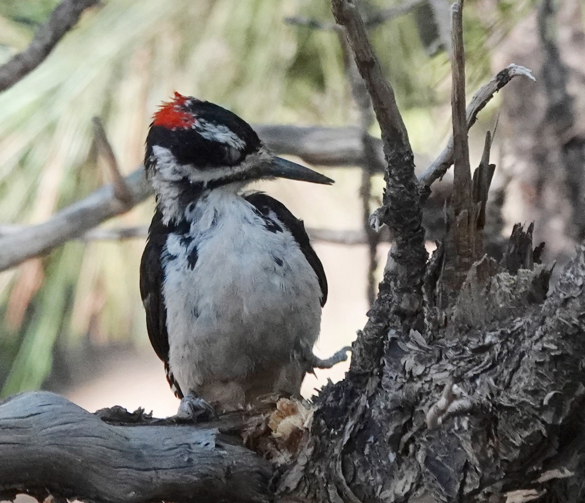 Hairy Woodpecker - ML622061718