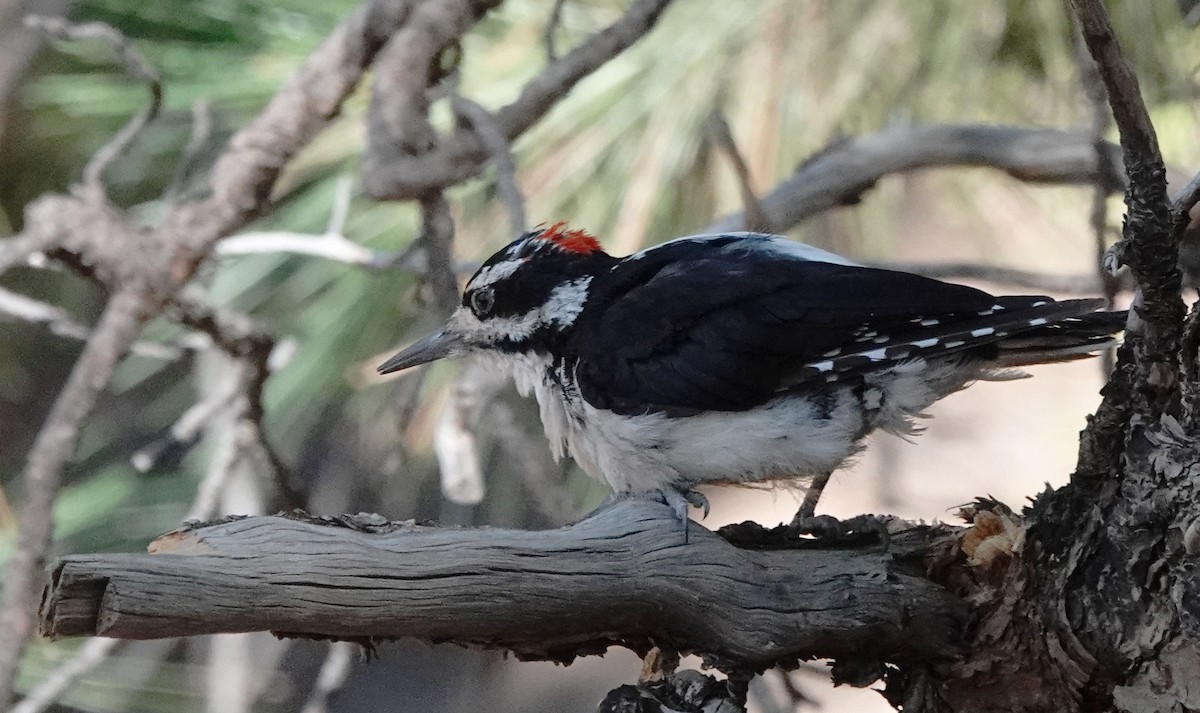 Hairy Woodpecker - ML622061719