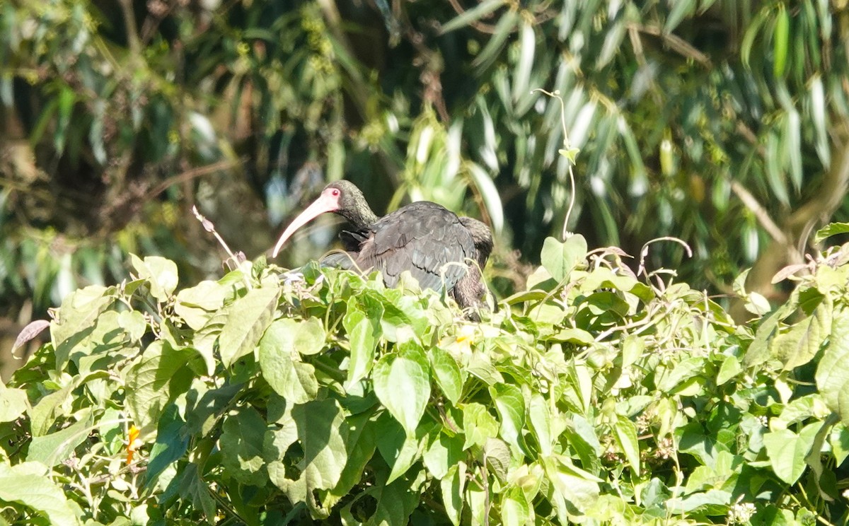 Bare-faced Ibis - ML622061740