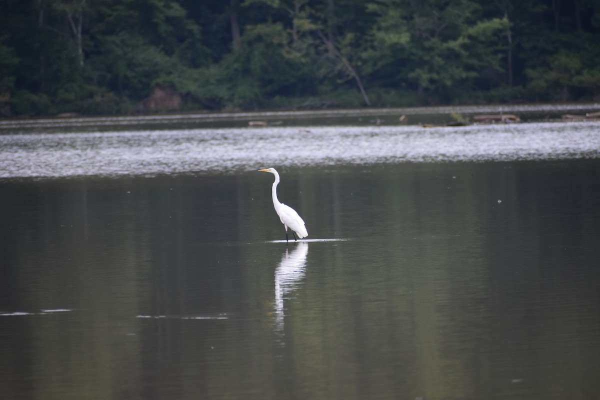 ダイサギ（egretta） - ML622061786