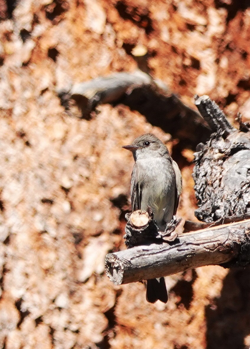 Western Wood-Pewee - ML622061790