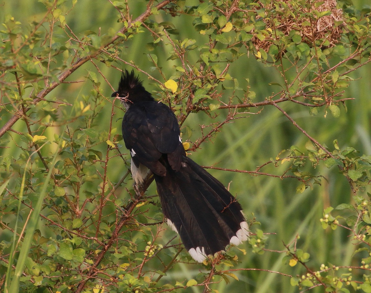 Levaillant's Cuckoo - Neil Osborne