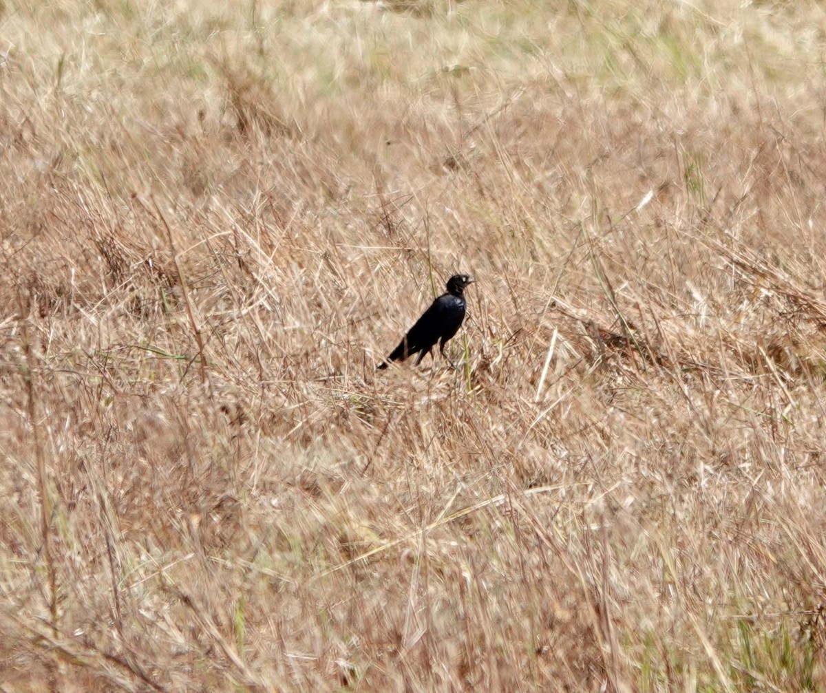 Brewer's Blackbird - ML622061792